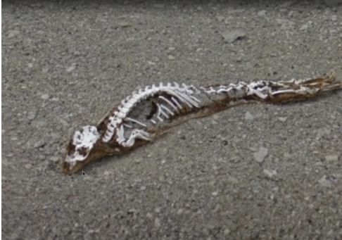 В Антарктиде обнаружен скелет неопознанного животного