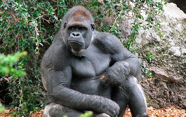 COVID-19 в США: в зоопарке несколько горилл заразились коронавирусом