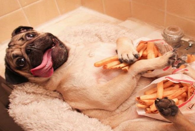 Ветеринары объяснили, почему собак нельзя кормить картошкой