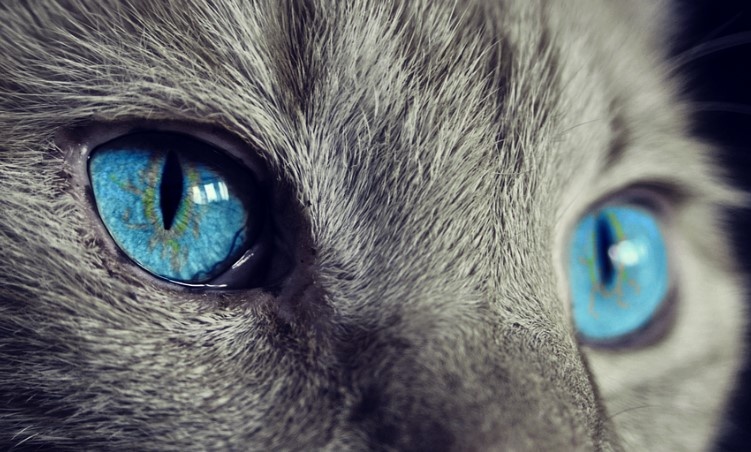 Почему кошки мнут предметы лапками – ученые дали ответ