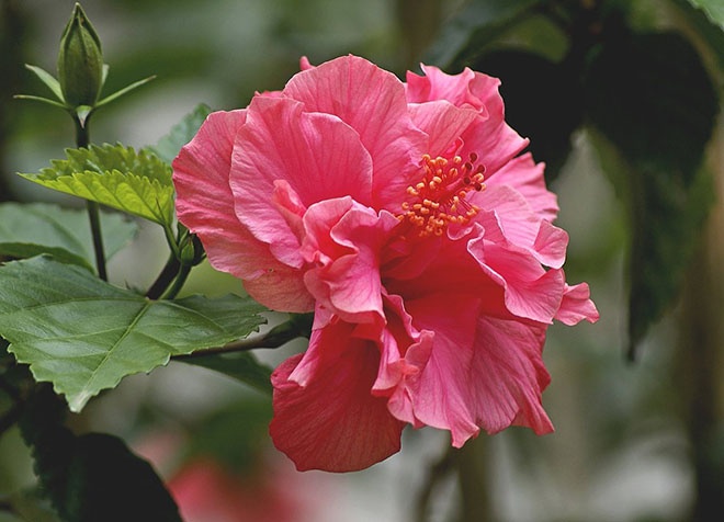 Почему китайскую розу некоторые называют "цветком смерти"