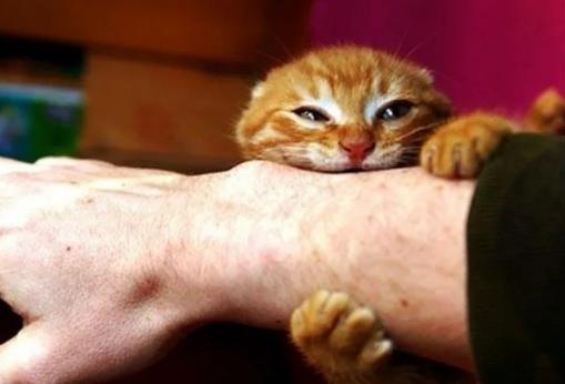 Почему кошка может вцепиться в руку при попытке ее погладить
