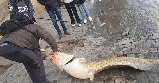 Чудовище из Сены: в Париже возле Лувра поймали огромную рыбу