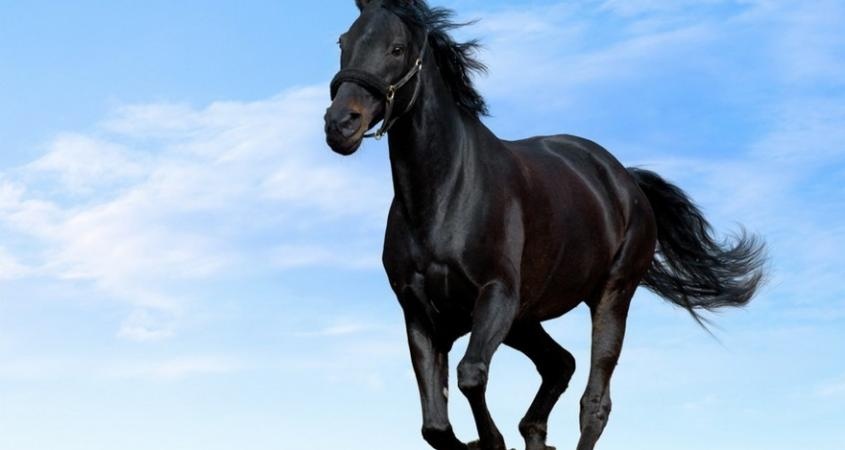 Толкование снов: к чему может присниться лошадь