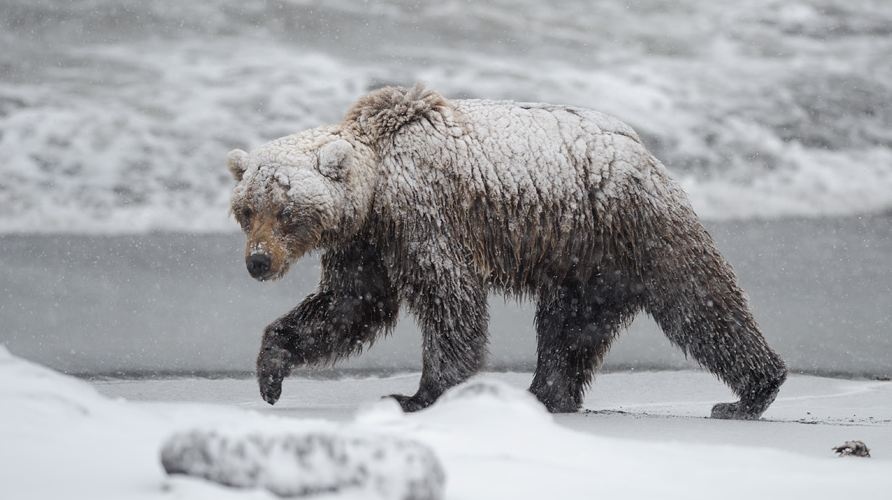 В Карпатах медведь погнался за лыжником на горнолыжном спуске