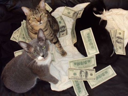 Приметы о кошках: как эти животные делают нас богаче