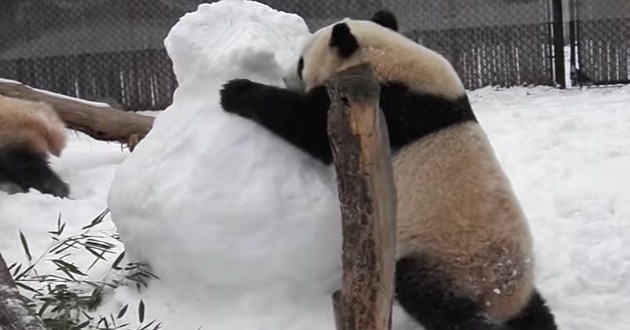 Панды в зоопарке Вашингтона сошли с ума из-за снега
