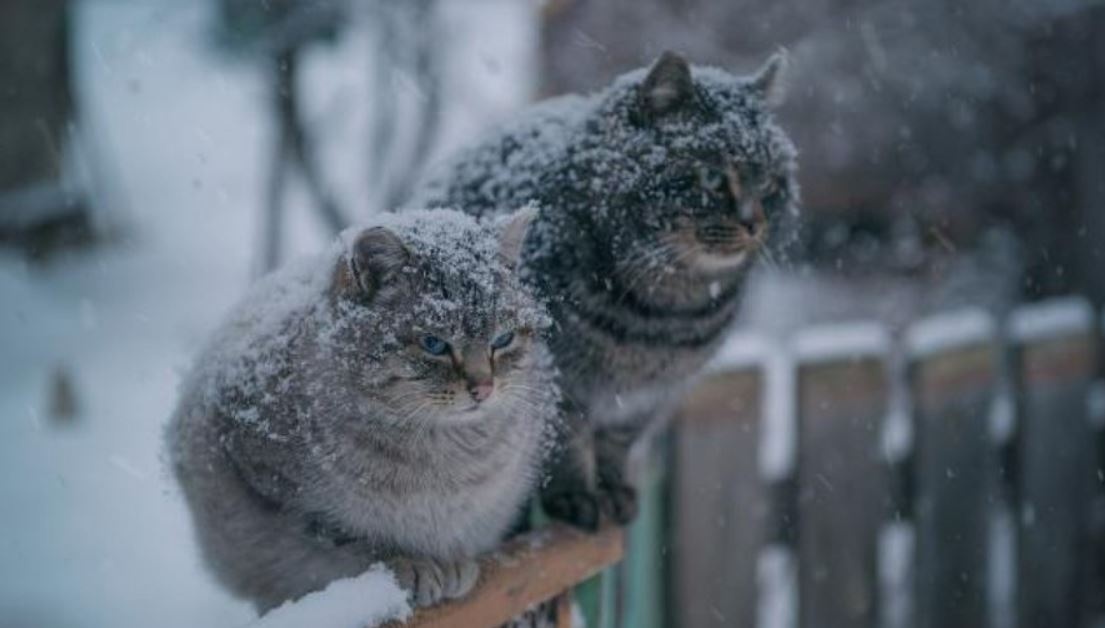 Дожди со снегом: синоптики предупредили о гололедице почти по всей Украине