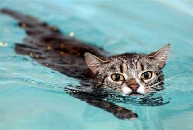 Почему кошки так не любят заходить в воду