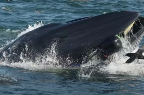 Появились жуткие кадры, как кит пытался проглотить дайвера