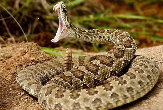 Эти факты о змеях пугливым людям лучше не знать