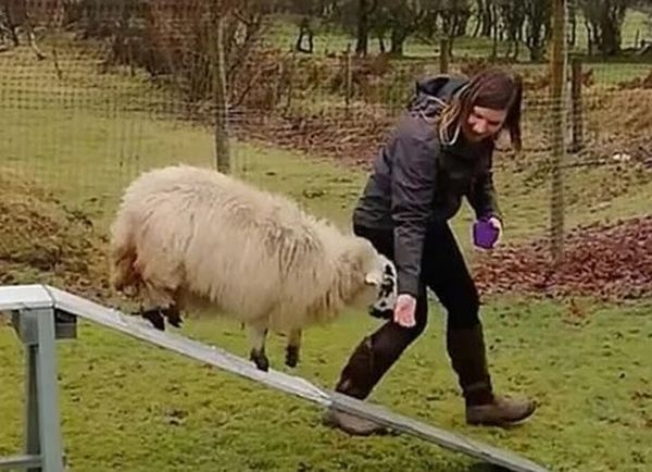 Дрессировщица смогла обучить овцу собачьим трюкам