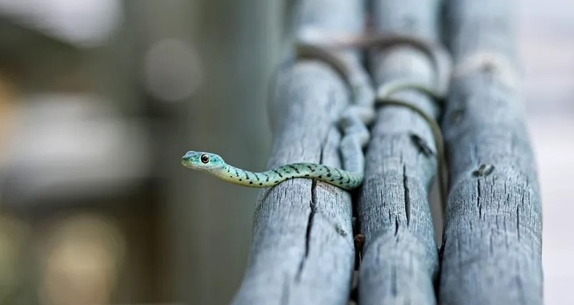 Сеть удивило фото со змеей, которую почти невозможно найти