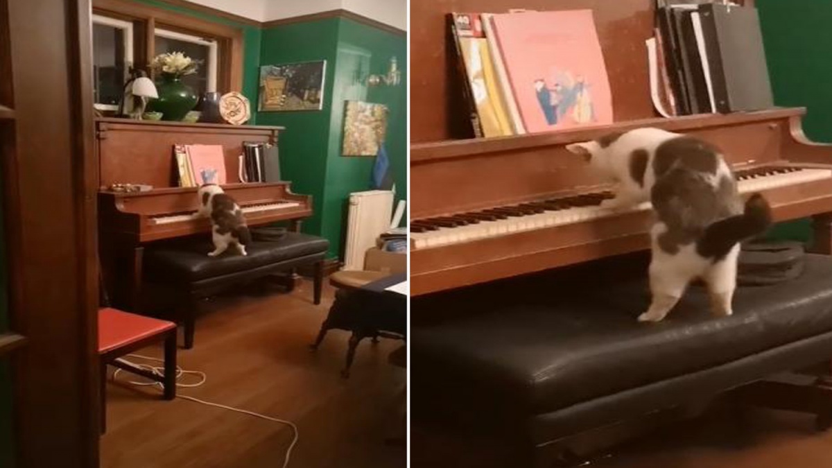 Женщина остолбенела, увидев, как ее кот играет на пианино