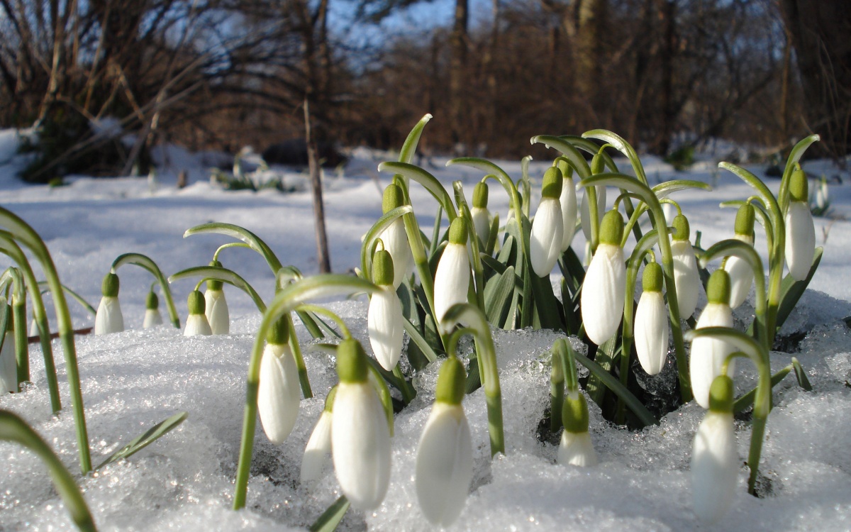 Синоптики пообещали позднюю весну в Украине в этом году