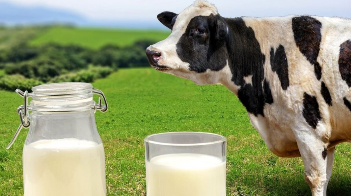 Фальшивое молоко: как дома проверить продукт на натуральность