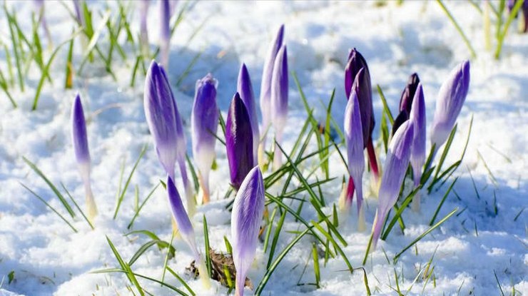 Аномальная погода в марте: синоптики уточнили прогноз на начало весны