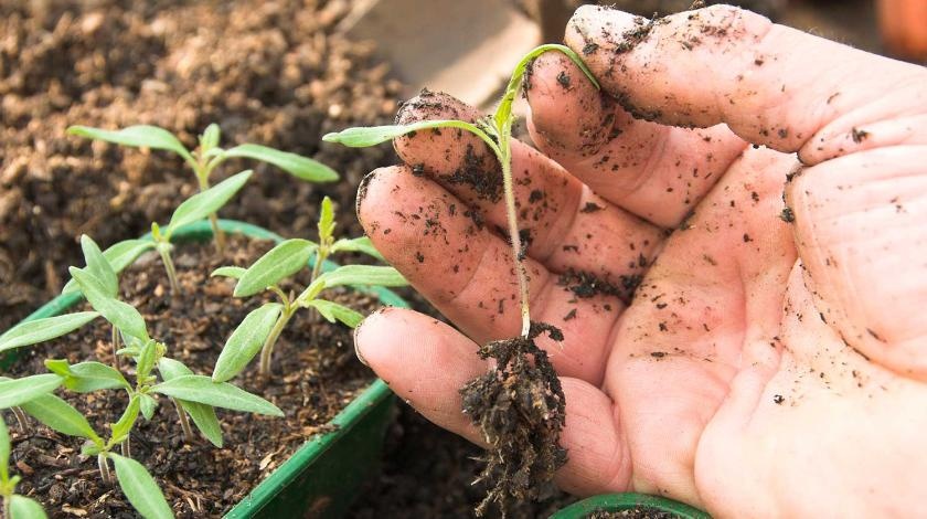 Созреют к концу мая: необычный способ выращивания рассады томатов