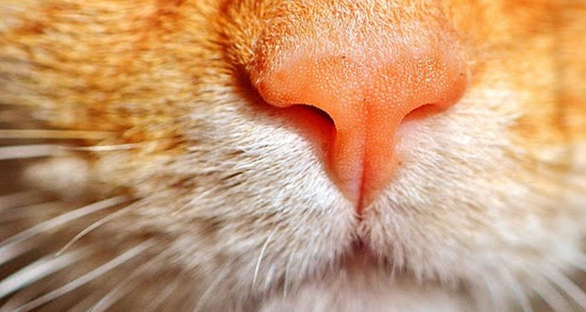 Почему кошки мурчат - ответ ученых вас удивит
