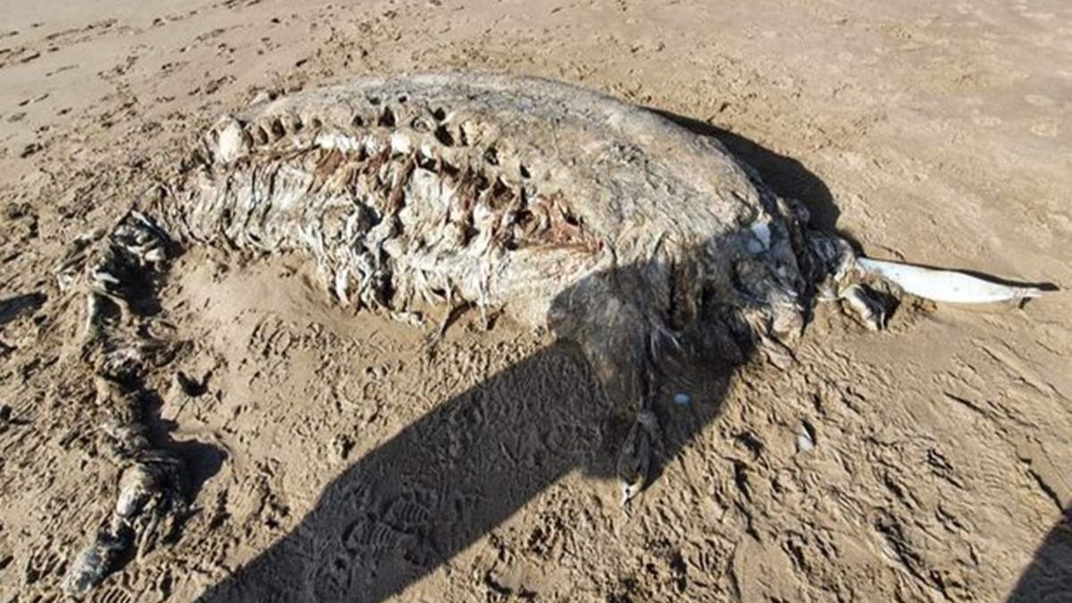 В Британии на берег выбросило страшное существо