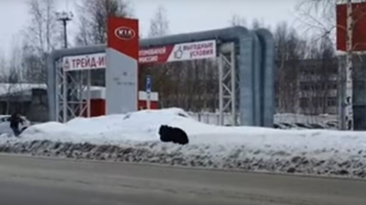 В России медведь устроил охоту на прохожих