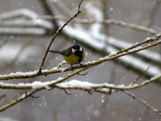 Дождь и мокрый снег: прогноз погоды в Украине на 23 марта