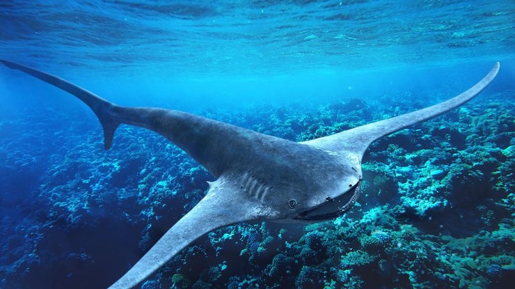 Особенная находка: археологи обнаружили летающую акулу