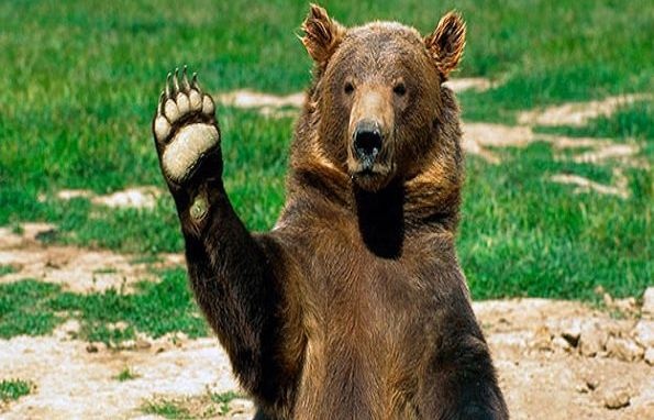 Медведь забрался в джакузи: хозяева издалека наблюдали за "гостем"