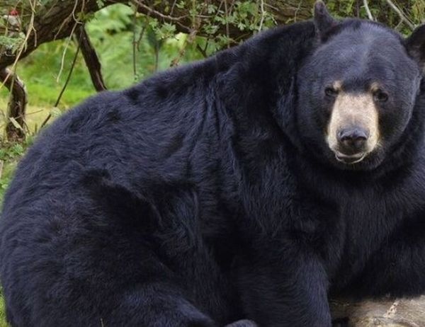 Медведь, греющийся в джакузи, стал новой звездой Сети