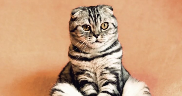 Генетическая особенность сделала звездой соцсетей этого необычного кота