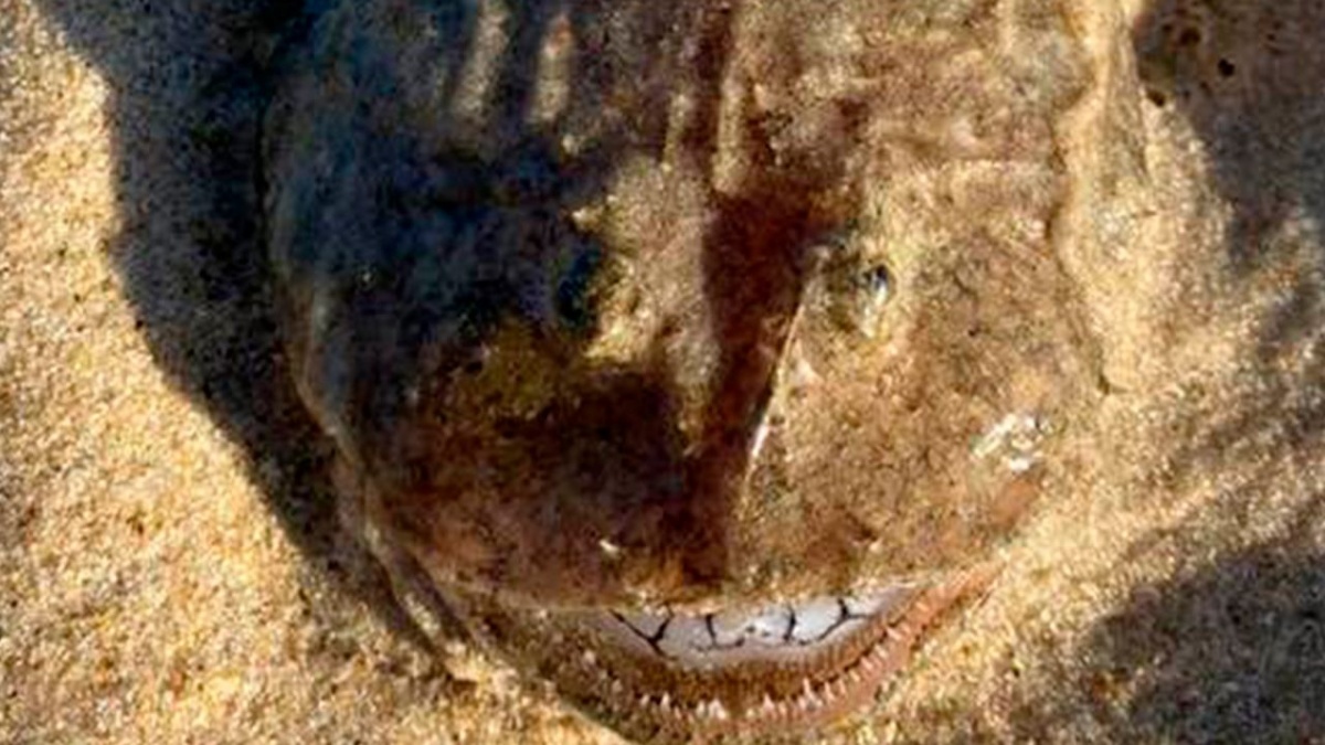 В Австралии нашли на берегу существо с идеально белыми зубами