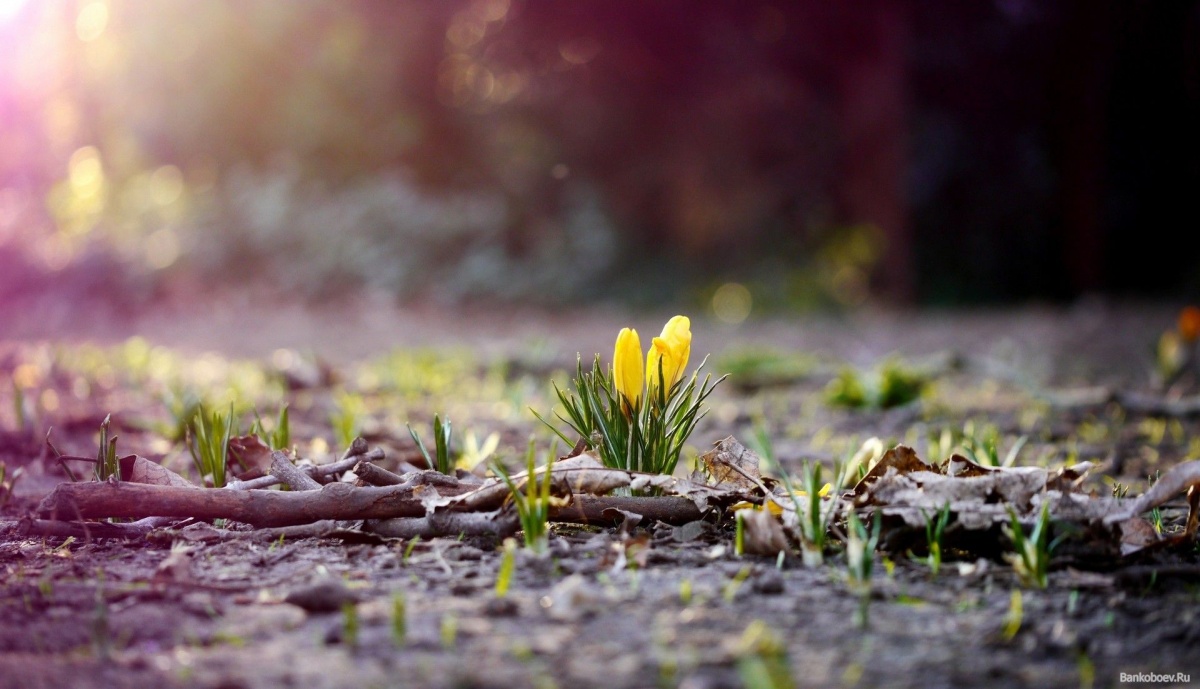 Синоптики рассказали, когда в Киев придет настоящая весна
