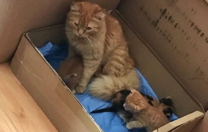 Кошка принесла докторам своих больных котят: такого материнского подвига от нее никто не ожидал