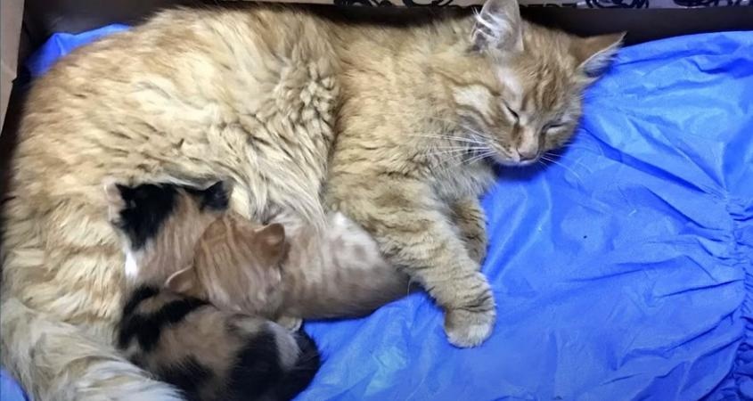 Внимательная мама-кошка принесла больных котят ветеринарам