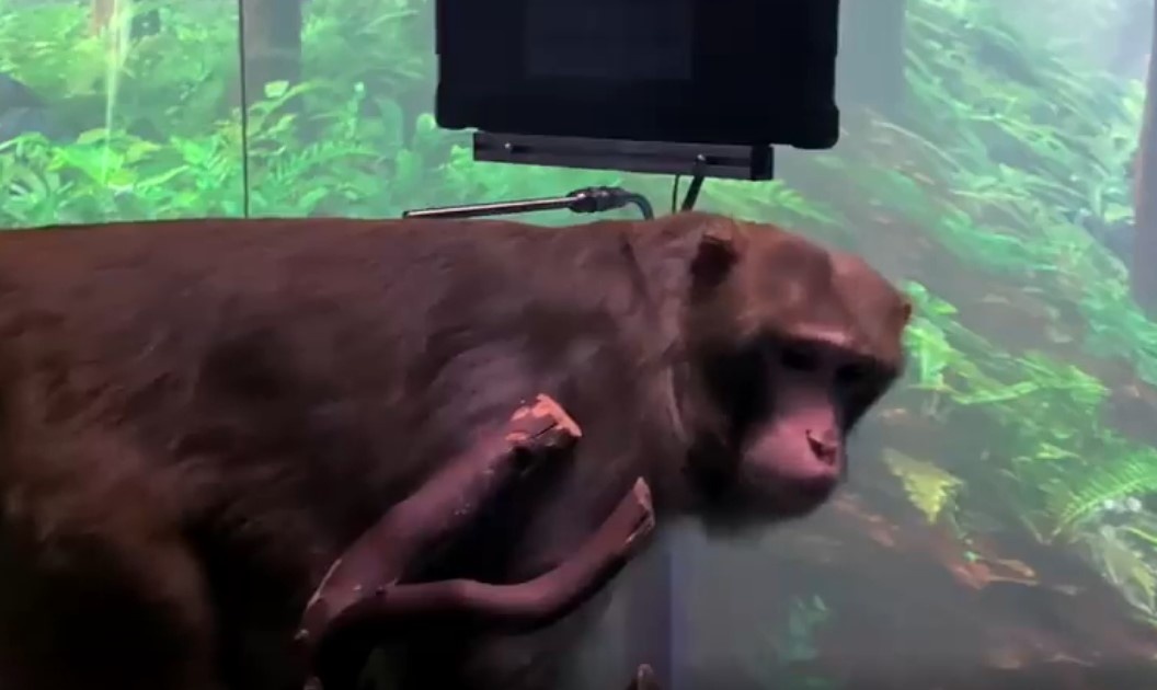 Невероятно: обезьяну силой мысли играет в видеоигры