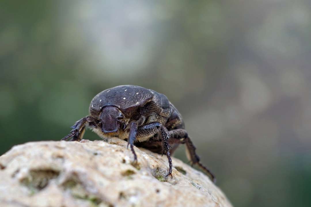 Ученые нашли жука, являющегося ровесником динозавров