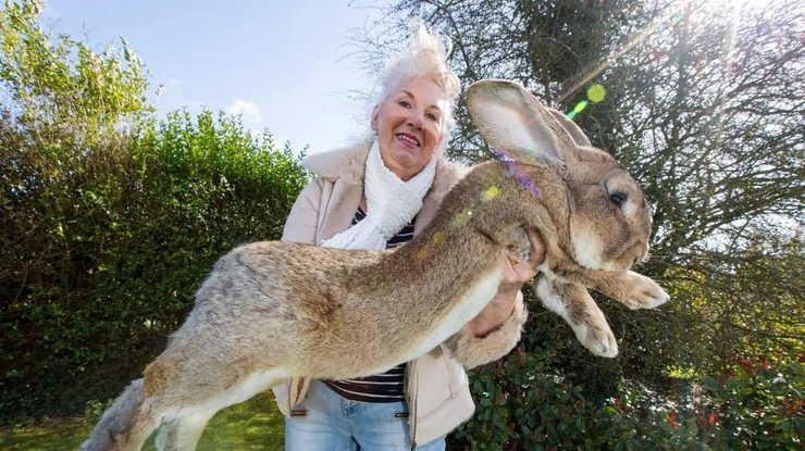 В Великобритании украли самого большого в мире кролика