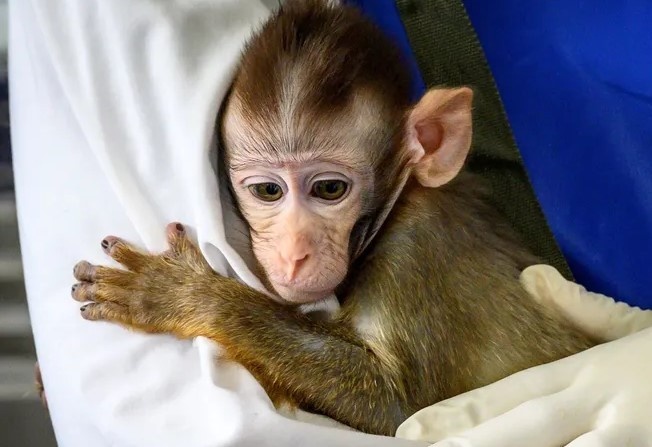 Ученые создали химеру, скрестив клетки обезьяны и человека