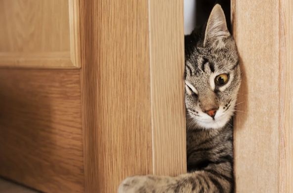 COVID от человека передался кошке: ученые заявили о "резервуарах" вируса