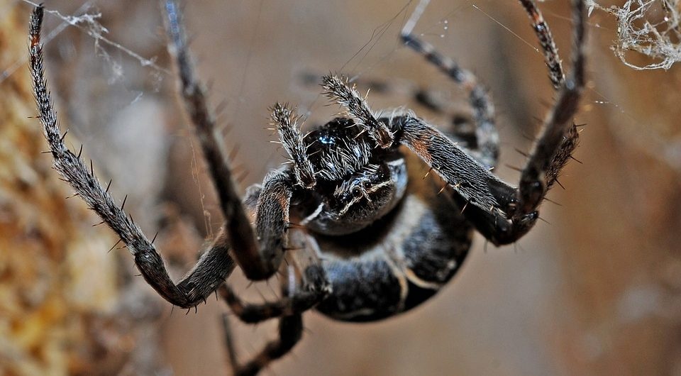 Живут долго, кусают больно: найден новый вид ядовитых пауков