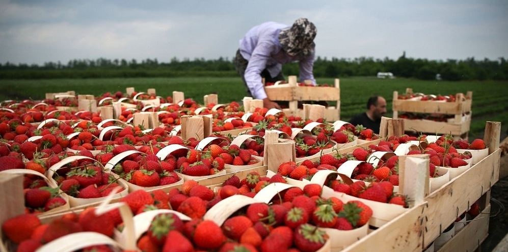 Рабочих рук не хватает: сколько можно заработать у фермеров в Польше