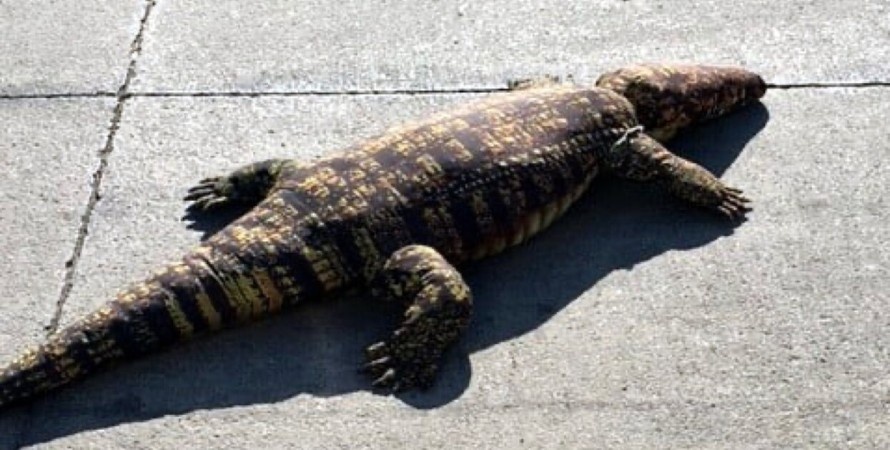 Американцев перепугал огромный крокодил, оказавшийся игрушкой