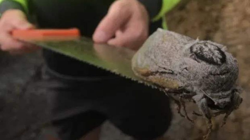 В Австралии обнаружили гигантского мотылька размером с крысу