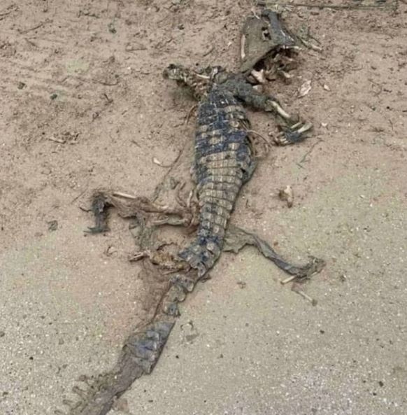 останки крокодила на пляже