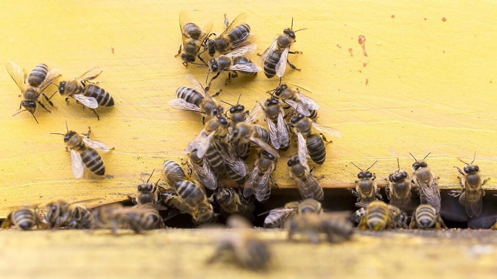 Начали "воскресать" пчелы, "убитые" в грузовике Укрпочты