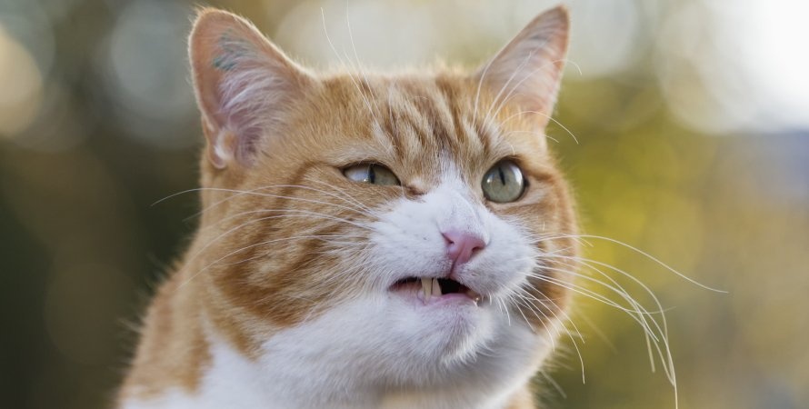 Увлекательные факты о кошках, о которых вы вряд ли знали
