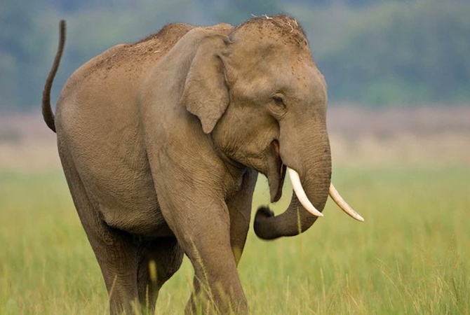 В Индии почти два десятка слонов погибли одновременно из-за молнии