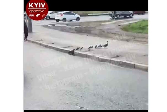В Киеве водители остановились, чтобы пропустить утку с утятами