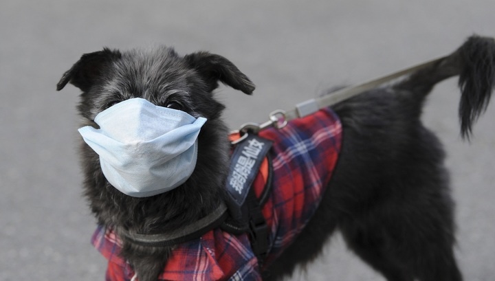 Ученые установили факты заражения человека от собак неизвестным ранее коронавирусом