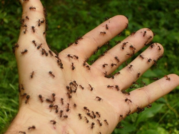 Как избавится от муравьев: подсказки опытных экспертов